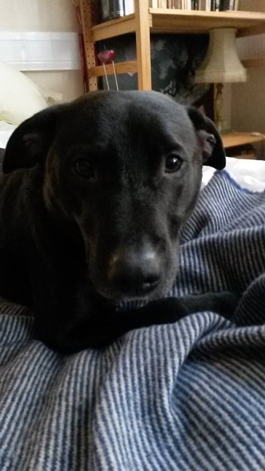 12227638_1651344101790227_5926316878683578968_n