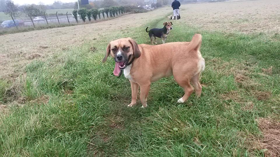 12246838_1651365425121428_8759618493865703918_n